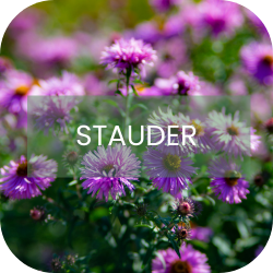 Stauder